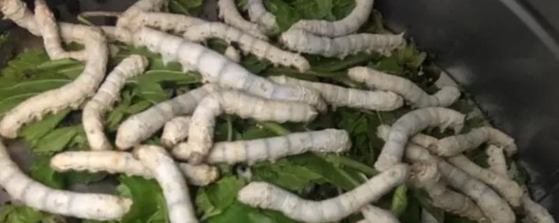 蚕一生的蜕皮次数