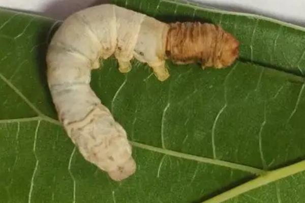 蚕一生的蜕皮次数，通常可以蜕皮6次