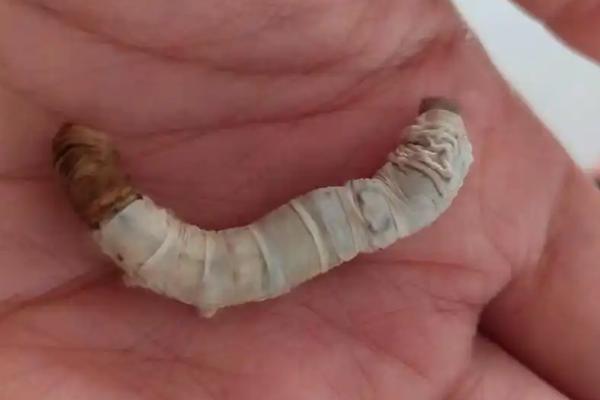 蚕一生的蜕皮次数，通常可以蜕皮6次