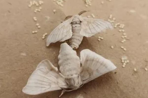 蚕一生的蜕皮次数，通常可以蜕皮6次