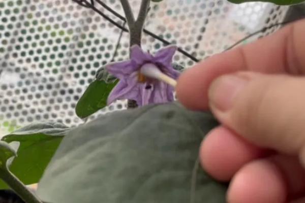 茄子是否喜欢水分充足的环境，幼苗期需水较少、定植后需水较多