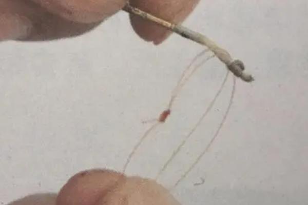 鱼线怎么绑鱼竿，在鱼线末端打结、再套于鱼竿稍上即可