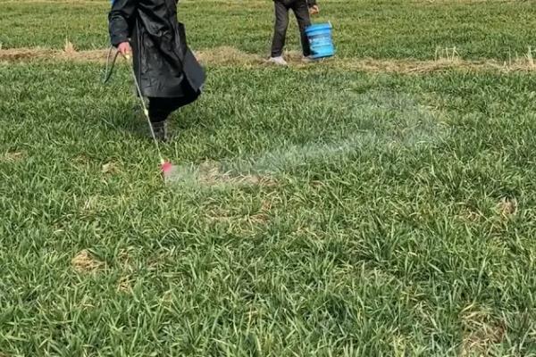 何时防治小麦红蜘蛛，3-4月份即可开始防治