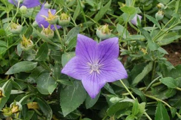 桔梗的种植时间，一般为3-4月份或11月份至翌年1月份