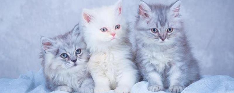 怎么判断猫是否失明