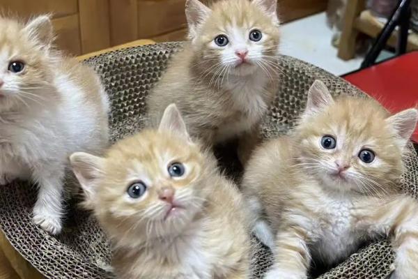 怎么判断猫是否失明，失明后眼睛不会随着逗猫棒转动