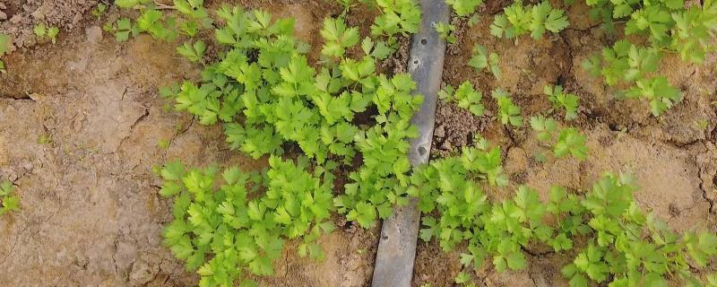 芹菜的移栽时期