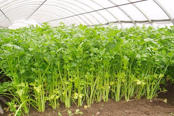 芹菜的移栽时期，幼苗长出6-8片真叶即可移栽