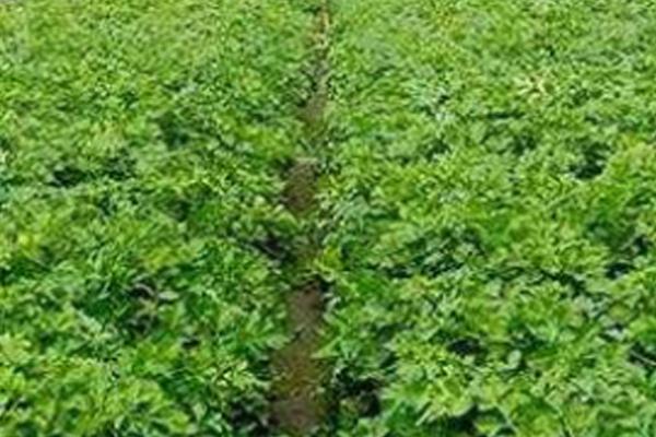 芹菜的移栽时期，幼苗长出6-8片真叶即可移栽