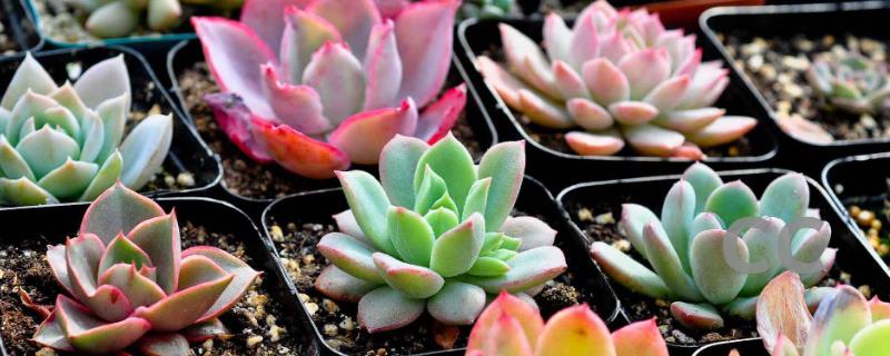 秋季多肉植物养护注意事项