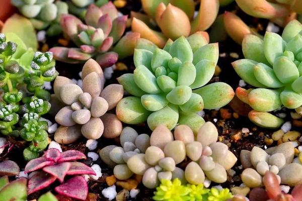 秋季多肉植物养护注意事项，要注意遮阴