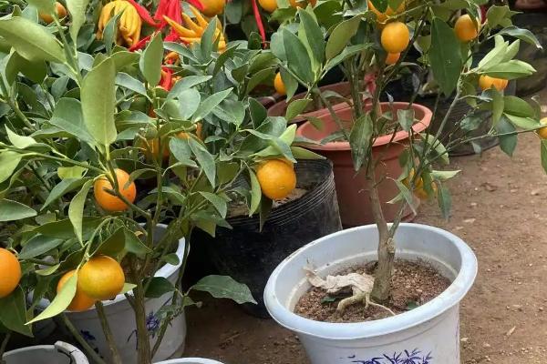 盆栽桔子树的种植方法，不要使用黏性的土壤