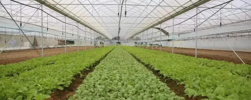 大棚蔬菜益种植管理新技术