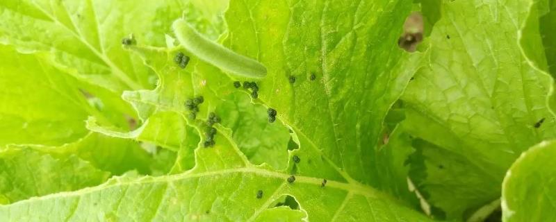 小白菜菜粉蝶的防治方法