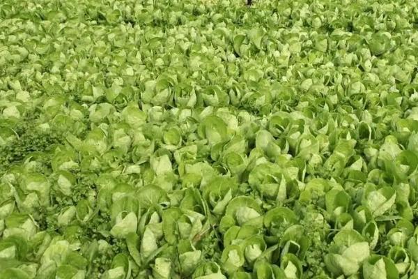 小白菜菜粉蝶的防治方法，要重视清园