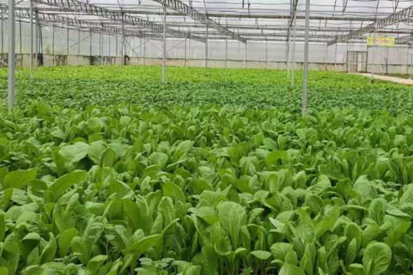 小白菜菜粉蝶的防治方法，要重视清园