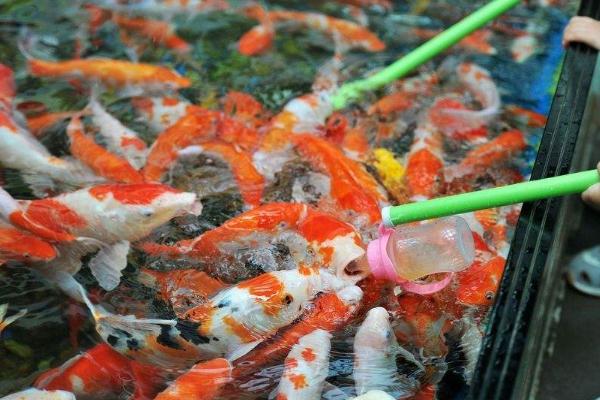 鱼食的日投喂次数，一天饲喂1-2次