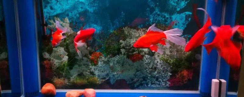 鱼吃生米还是熟米