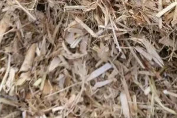 玉米秸秆喂鹅要添加什么，可添加豆粉、骨粉、玉米面等营养物质