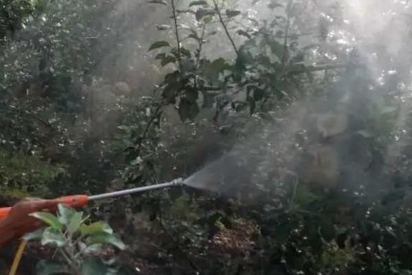对果树使用波尔多液的注意事项，需根据树种选择配制比例