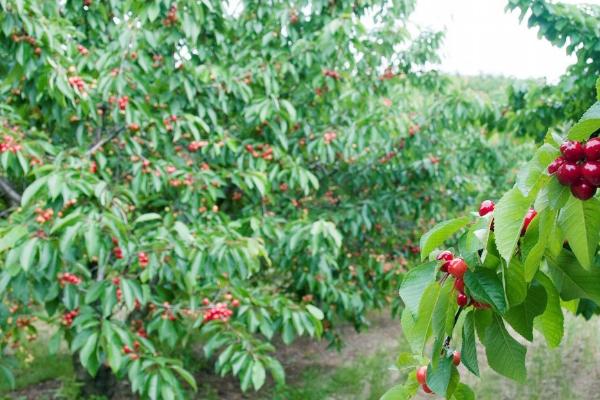 种植大樱桃怎么施肥，可在树冠外缘开沟施入