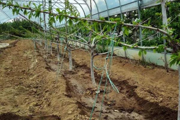 种植大樱桃怎么施肥，可在树冠外缘开沟施入
