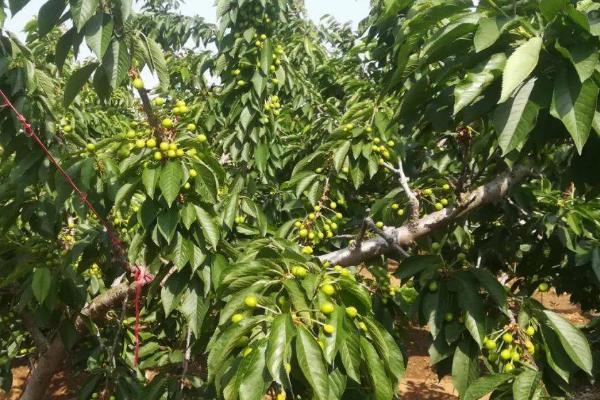 种植大樱桃怎么施肥，可在树冠外缘开沟施入
