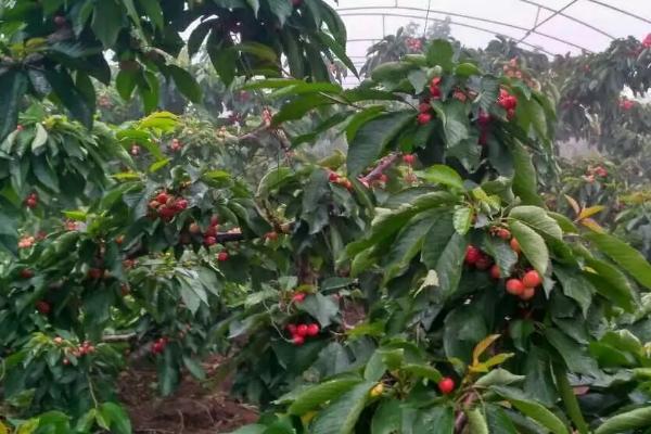 种植大樱桃怎么施肥，可在树冠外缘开沟施入