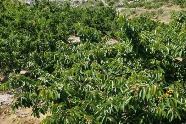 种植大樱桃怎么施肥，可在树冠外缘开沟施入