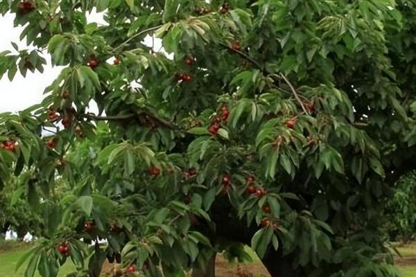 种植大樱桃怎么施肥，可在树冠外缘开沟施入