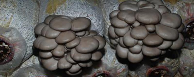 蘑菇菌螨的防治技巧