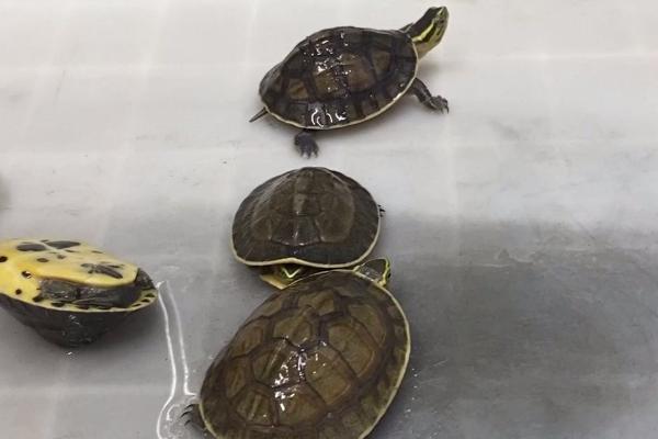 安布闭壳龟能长多大，体长约为20-30cm，体重1-2kg