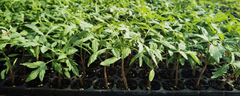 番茄育苗技巧
