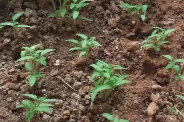 番茄育苗技巧，有热水和药剂浸种两种
