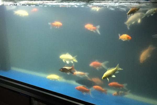 鱼缸水质浑浊如何处理，可适当减少喂食量、降低饲养密度