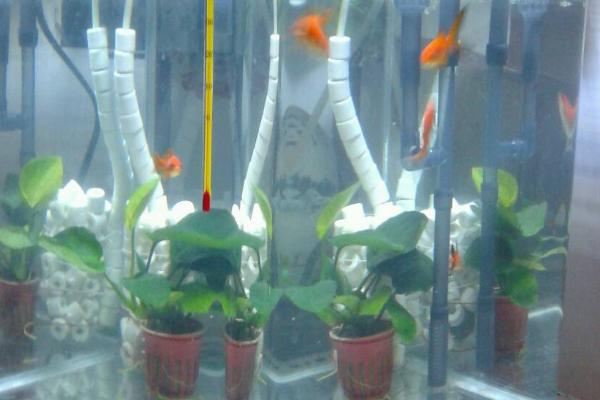鱼缸水质浑浊如何处理，可适当减少喂食量、降低饲养密度
