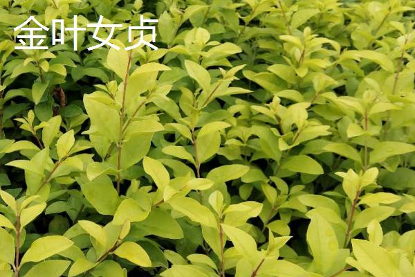 金叶女贞和金森女贞的区别，叶片和金叶时间均不同