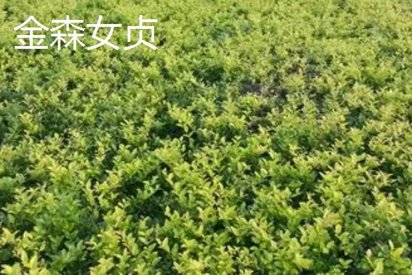 金叶女贞和金森女贞的区别，叶片和金叶时间均不同