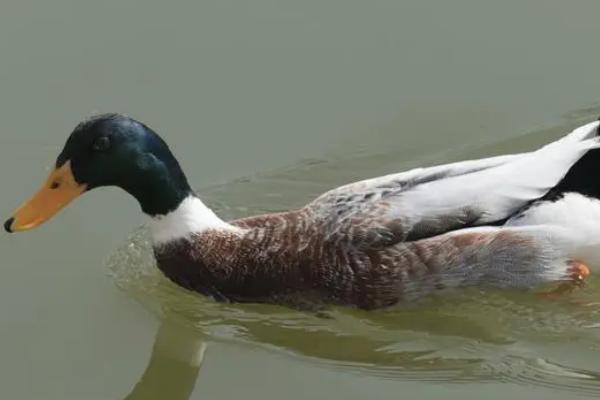 鸭子为什么能浮在水面上，是由身体构造决定的