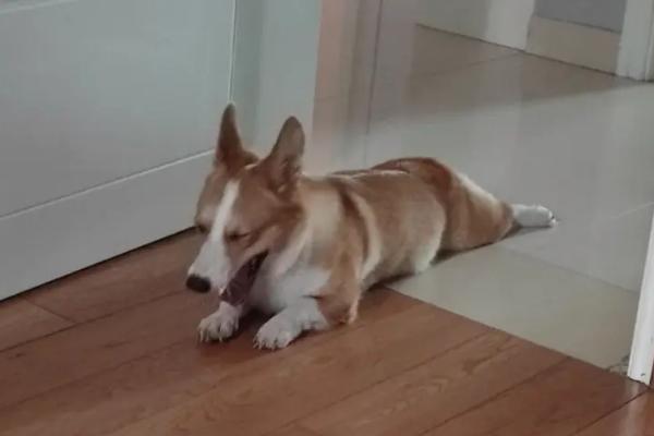 狗狗咬尾巴转圈圈是什么意思，可能是因为无聊