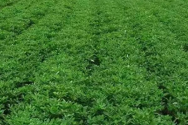 花生根外追肥用哪种肥料，过磷酸钙、磷酸二氢钾等肥料是适宜选择