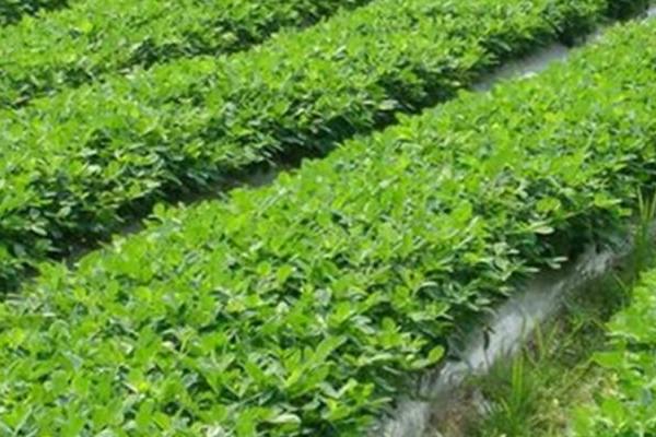 花生根外追肥用哪种肥料，过磷酸钙、磷酸二氢钾等肥料是适宜选择
