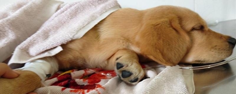 狗狗感冒有什么症状
