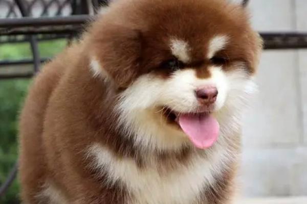 怎么辨别阿拉斯加犬，一般有双层被毛