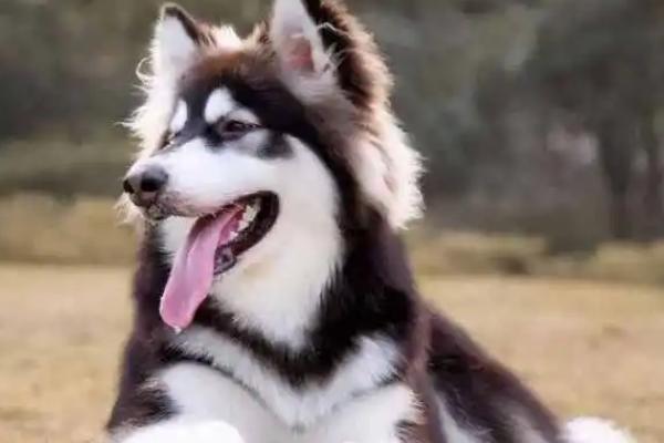 怎么辨别阿拉斯加犬，一般有双层被毛