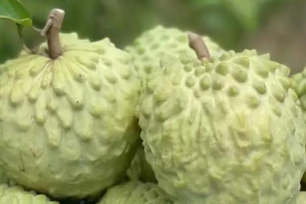 林檎和释迦的区别，同种水果叫法不同而已