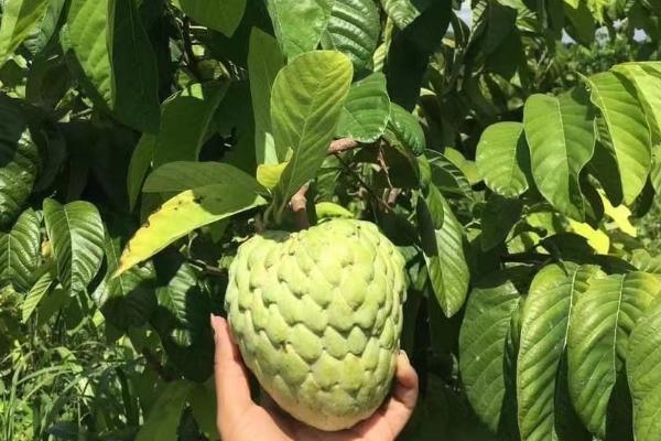林檎和释迦的区别，同种水果叫法不同而已