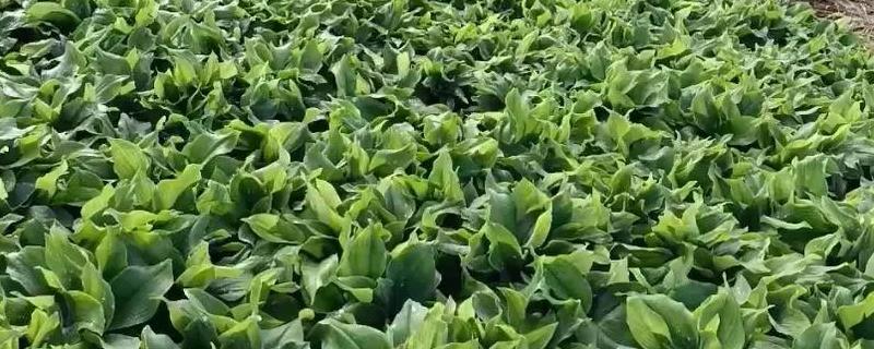 沙姜的种植方法