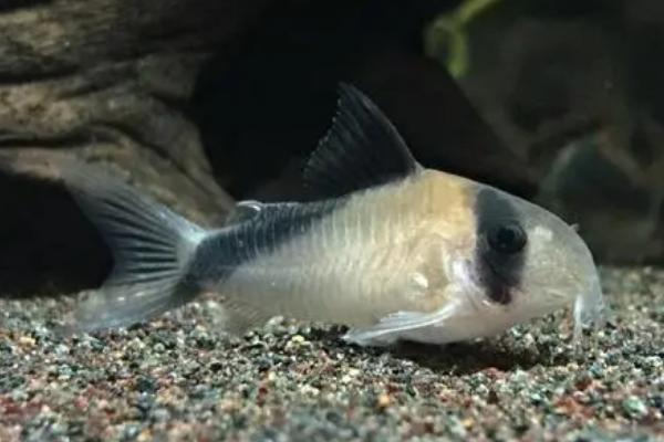 鼠鱼一天喂几次，生长温度和温度都会影响喂食次数