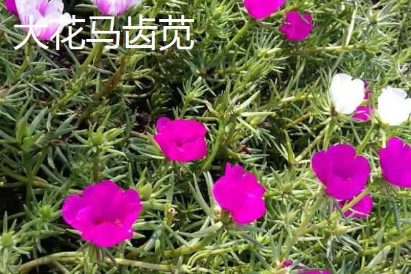 马齿苋的栽培技巧，播种时可进行撒播或条播